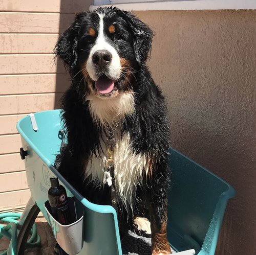 Baño de refuerzo para perros